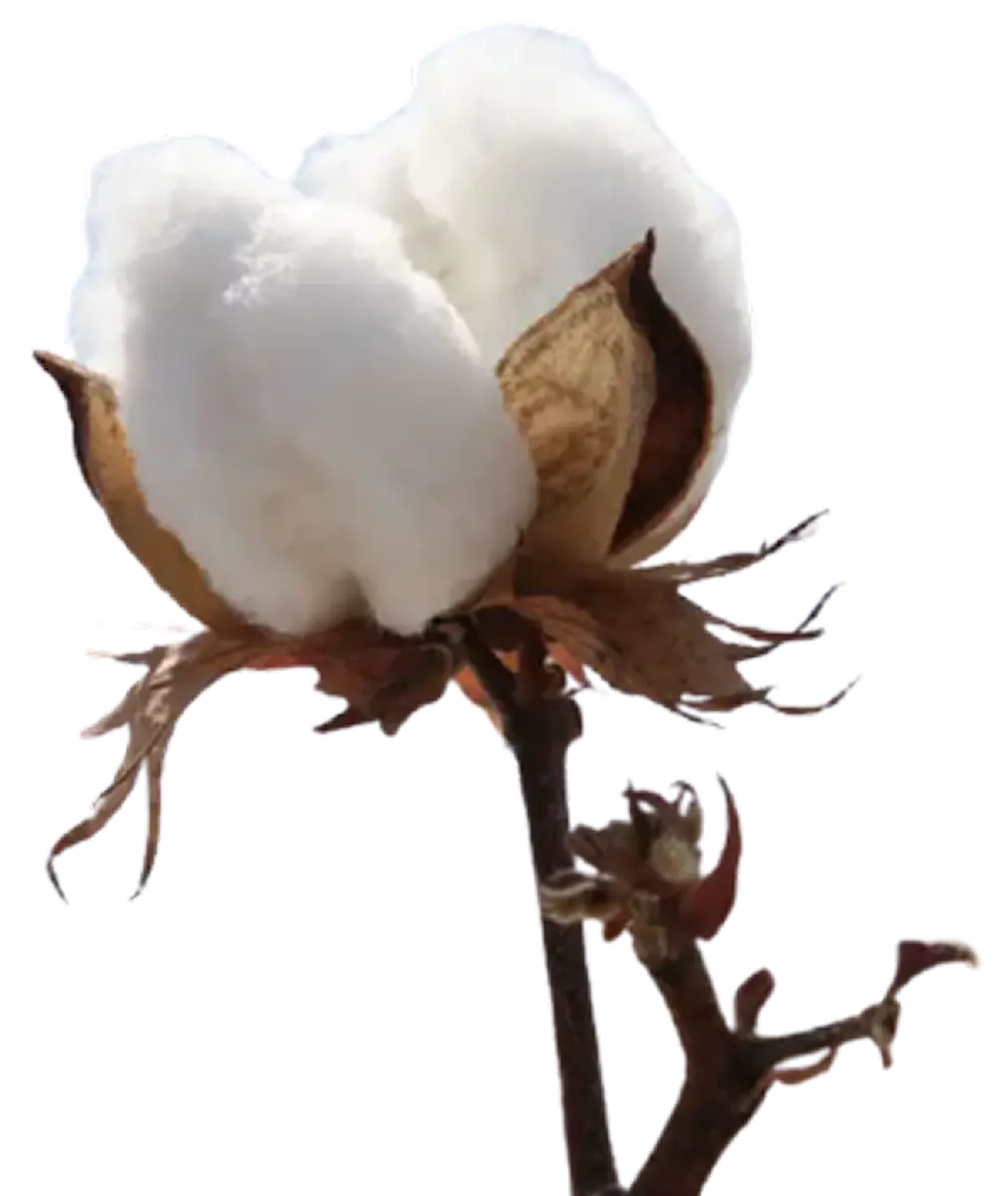 Cotton Decorative 2